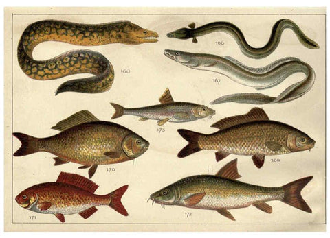 Reproducción/Reproduction 5985051626: Our country's fishes and how to know them London :Simpkin, Hamilton, Kent & Co.,[1902] 