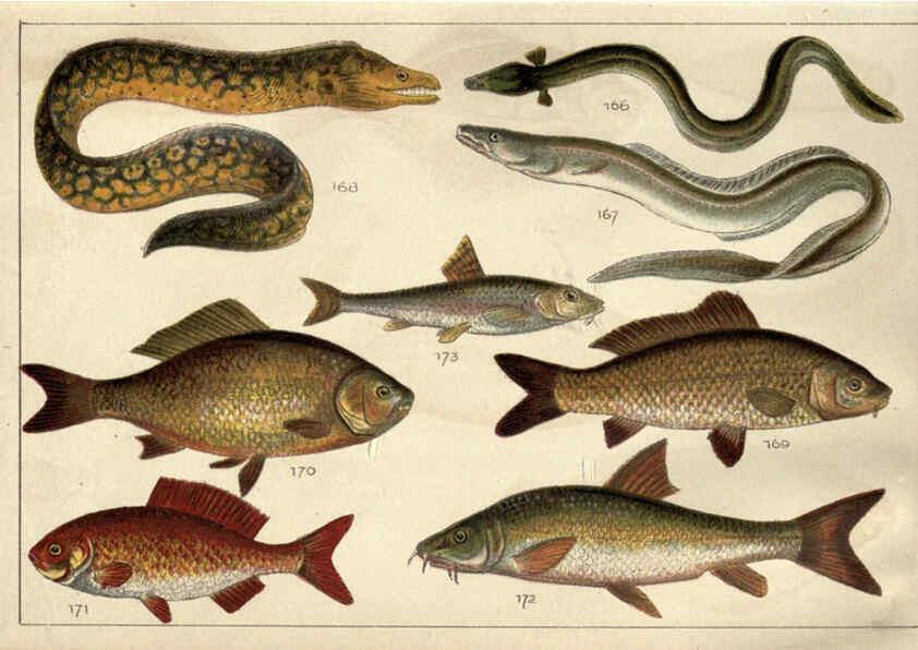 Reproducción/Reproduction 5985051626: Our country's fishes and how to know them London :Simpkin, Hamilton, Kent & Co.,[1902] 