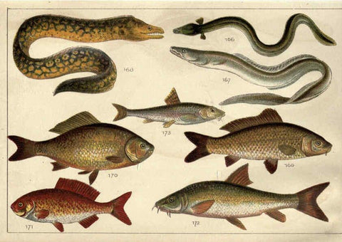 Reproducción/Reproduction 5985051626: Our country's fishes and how to know them London :Simpkin, Hamilton, Kent & Co.,[1902] 