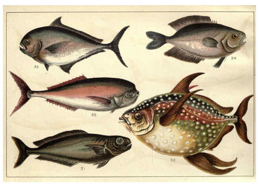 Reproducción/Reproduction 5984483583: Our country's fishes and how to know them London :Simpkin, Hamilton, Kent & Co.,[1902] 