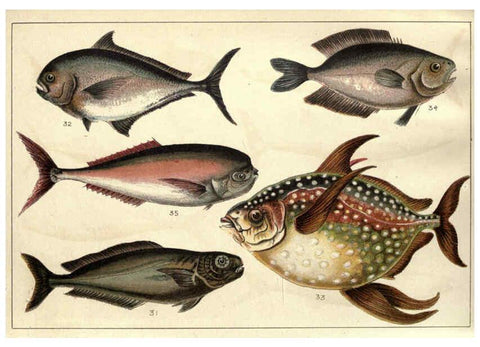 Reproducción/Reproduction 5984483583: Our country's fishes and how to know them London :Simpkin, Hamilton, Kent & Co.,[1902] 