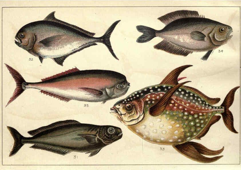 Reproducción/Reproduction 5984483583: Our country's fishes and how to know them London :Simpkin, Hamilton, Kent & Co.,[1902] 