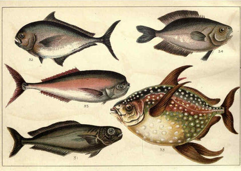 Reproducción/Reproduction 5984483583: Our country's fishes and how to know them London :Simpkin, Hamilton, Kent & Co.,[1902] 