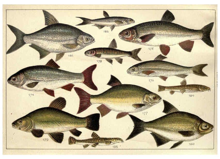 Reproducción/Reproduction 5984488099: Our country's fishes and how to know them London :Simpkin, Hamilton, Kent & Co.,[1902] 