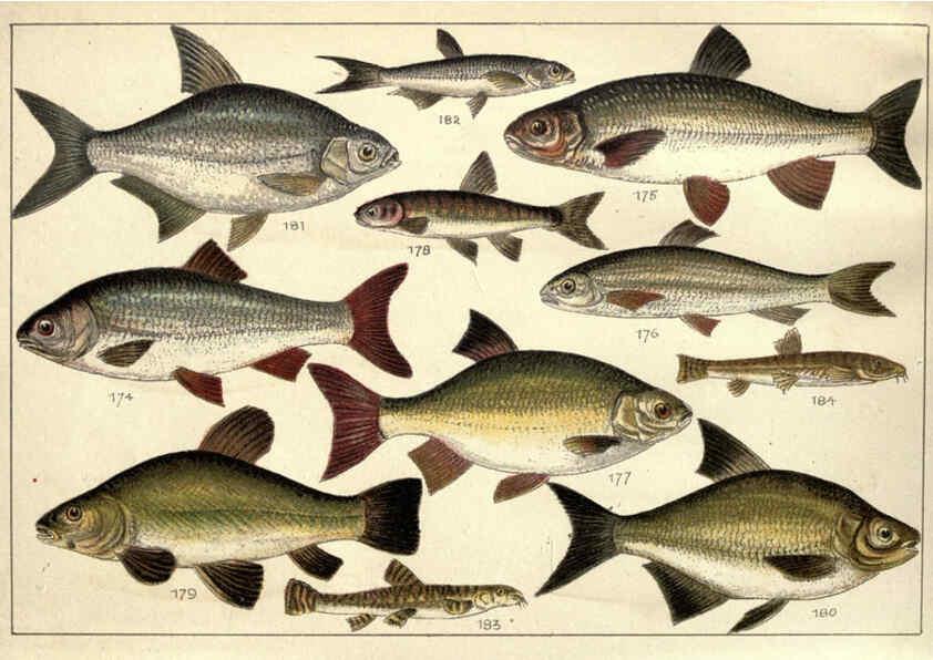 Reproducción/Reproduction 5984488099: Our country's fishes and how to know them London :Simpkin, Hamilton, Kent & Co.,[1902] 