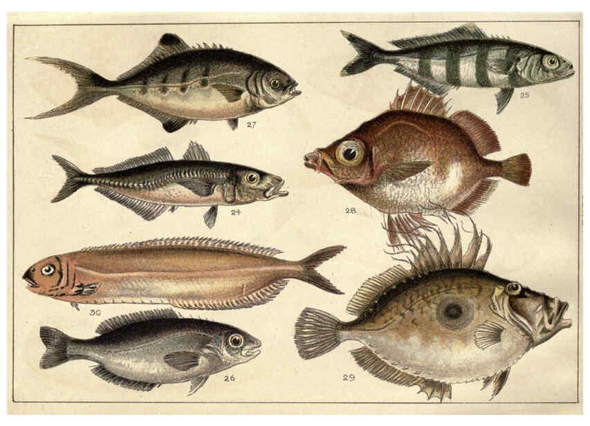 Reproducción/Reproduction 5984483119: Our country's fishes and how to know them London :Simpkin, Hamilton, Kent & Co.,[1902] 