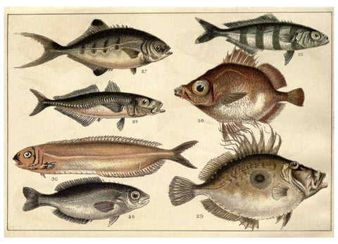 Reproducción/Reproduction 5984483119: Our country's fishes and how to know them London :Simpkin, Hamilton, Kent & Co.,[1902] 