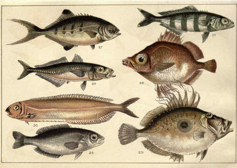 Reproducción/Reproduction 5984483119: Our country's fishes and how to know them London :Simpkin, Hamilton, Kent & Co.,[1902] 
