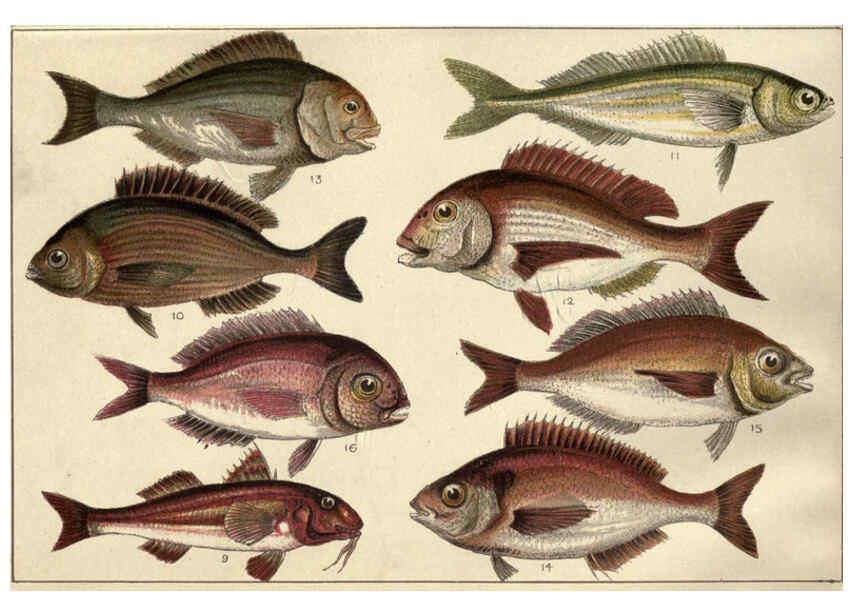 Reproducción/Reproduction 5985046700: Our country's fishes and how to know them London :Simpkin, Hamilton, Kent & Co.,[1902] 