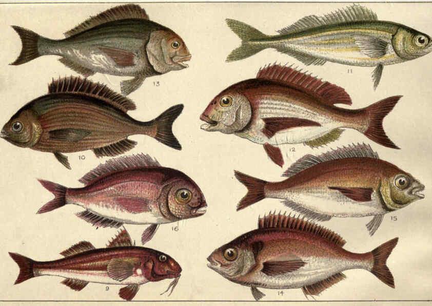 Reproducción/Reproduction 5985046700: Our country's fishes and how to know them London :Simpkin, Hamilton, Kent & Co.,[1902] 