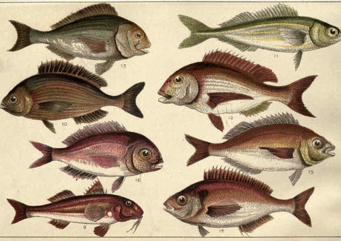 Reproducción/Reproduction 5985046700: Our country's fishes and how to know them London :Simpkin, Hamilton, Kent & Co.,[1902] 