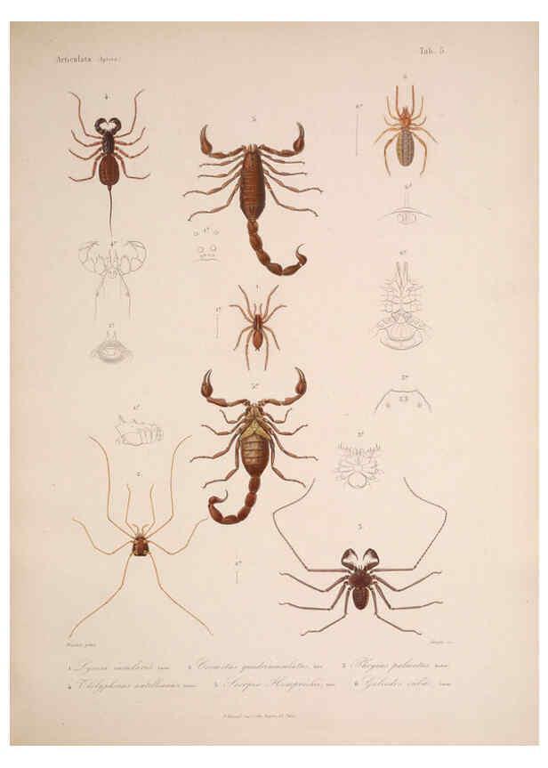 Reproducción/Reproduction 5984240543: Histoire physique, politique et naturelle de l'ile de Cuba: Atlas:Insects Paris :A. Bertrand,1838-1857