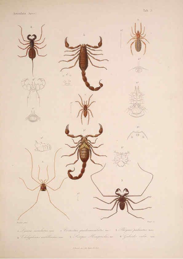 Reproducción/Reproduction 5984240543: Histoire physique, politique et naturelle de l'ile de Cuba: Atlas:Insects Paris :A. Bertrand,1838-1857