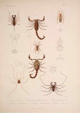 Reproducción/Reproduction 5984240543: Histoire physique, politique et naturelle de l'ile de Cuba: Atlas:Insects Paris :A. Bertrand,1838-1857