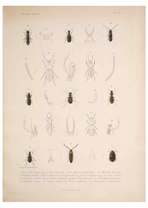 Reproducción/Reproduction 5984240743: Histoire physique, politique et naturelle de l'ile de Cuba: Atlas:Insects Paris :A. Bertrand,1838-1857