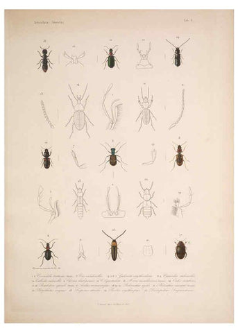Reproducción/Reproduction 5984240743: Histoire physique, politique et naturelle de l'ile de Cuba: Atlas:Insects Paris :A. Bertrand,1838-1857