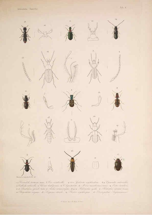Reproducción/Reproduction 5984240743: Histoire physique, politique et naturelle de l'ile de Cuba: Atlas:Insects Paris :A. Bertrand,1838-1857