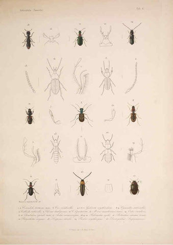 Reproducción/Reproduction 5984240743: Histoire physique, politique et naturelle de l'ile de Cuba: Atlas:Insects Paris :A. Bertrand,1838-1857
