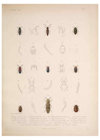 Reproducción/Reproduction 5984241029: Histoire physique, politique et naturelle de l'ile de Cuba: Atlas:Insects Paris :A. Bertrand,1838-1857