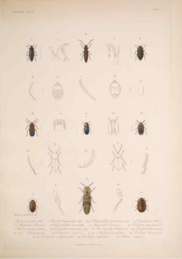 Reproducción/Reproduction 5984241029: Histoire physique, politique et naturelle de l'ile de Cuba: Atlas:Insects Paris :A. Bertrand,1838-1857