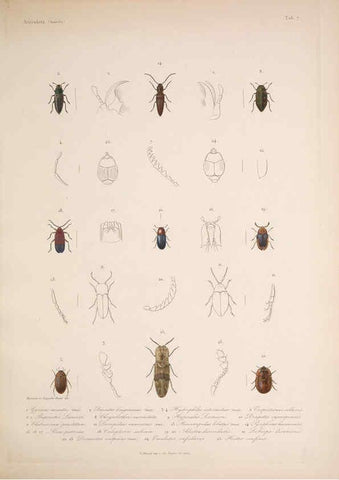Reproducción/Reproduction 5984241029: Histoire physique, politique et naturelle de l'ile de Cuba: Atlas:Insects Paris :A. Bertrand,1838-1857