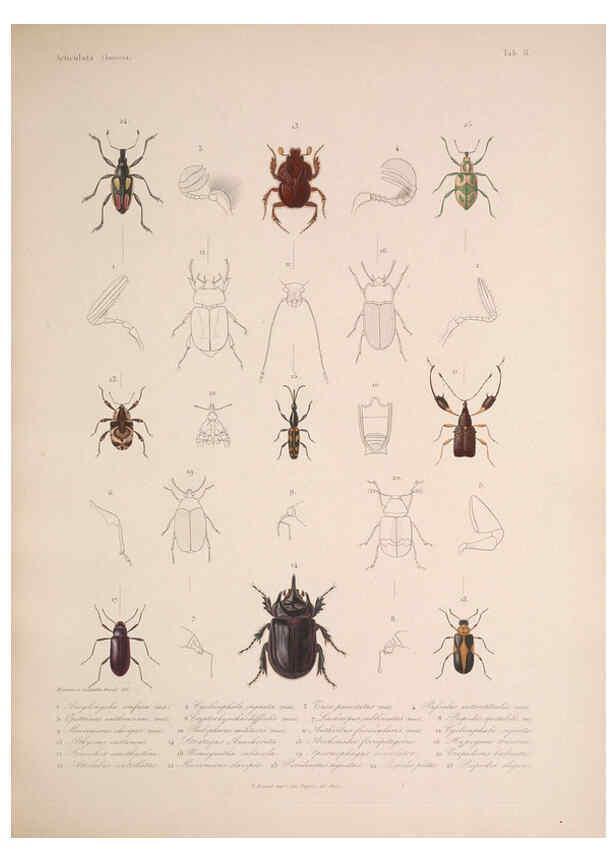 Reproducción/Reproduction 5984803774: Histoire physique, politique et naturelle de l'ile de Cuba: Atlas:Insects Paris :A. Bertrand,1838-1857