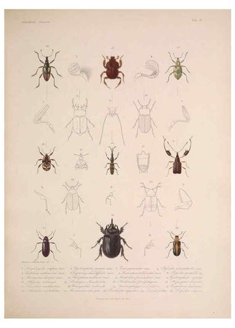 Reproducción/Reproduction 5984803774: Histoire physique, politique et naturelle de l'ile de Cuba: Atlas:Insects Paris :A. Bertrand,1838-1857