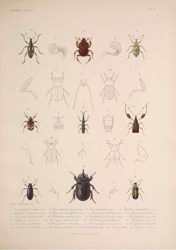 Reproducción/Reproduction 5984803774: Histoire physique, politique et naturelle de l'ile de Cuba: Atlas:Insects Paris :A. Bertrand,1838-1857