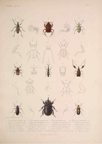 Reproducción/Reproduction 5984803774: Histoire physique, politique et naturelle de l'ile de Cuba: Atlas:Insects Paris :A. Bertrand,1838-1857
