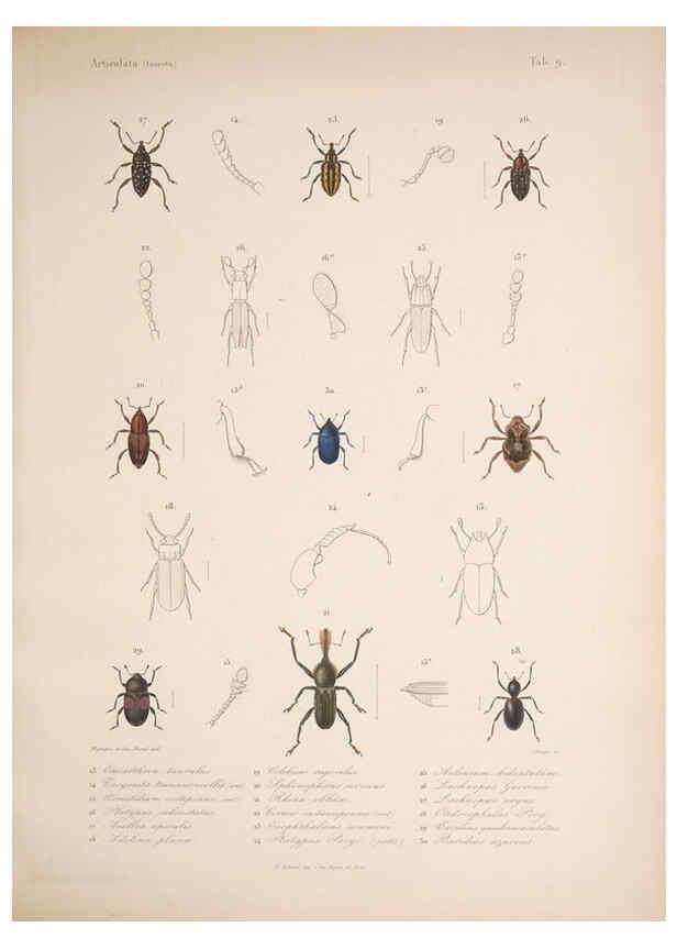 Reproducción/Reproduction 5984241439: Histoire physique, politique et naturelle de l'ile de Cuba: Atlas:Insects Paris :A. Bertrand,1838-1857