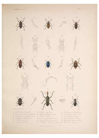 Reproducción/Reproduction 5984241439: Histoire physique, politique et naturelle de l'ile de Cuba: Atlas:Insects Paris :A. Bertrand,1838-1857