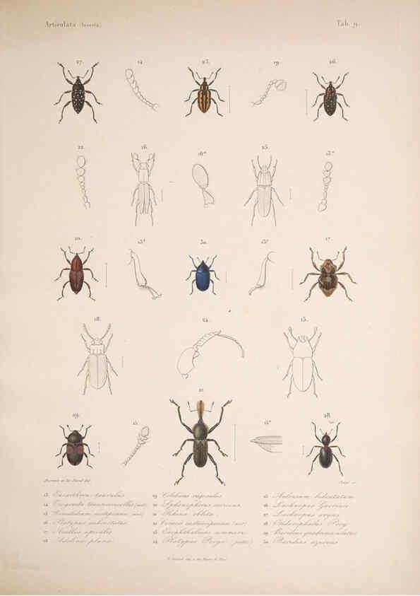 Reproducción/Reproduction 5984241439: Histoire physique, politique et naturelle de l'ile de Cuba: Atlas:Insects Paris :A. Bertrand,1838-1857