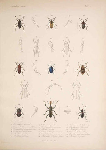 Reproducción/Reproduction 5984241439: Histoire physique, politique et naturelle de l'ile de Cuba: Atlas:Insects Paris :A. Bertrand,1838-1857