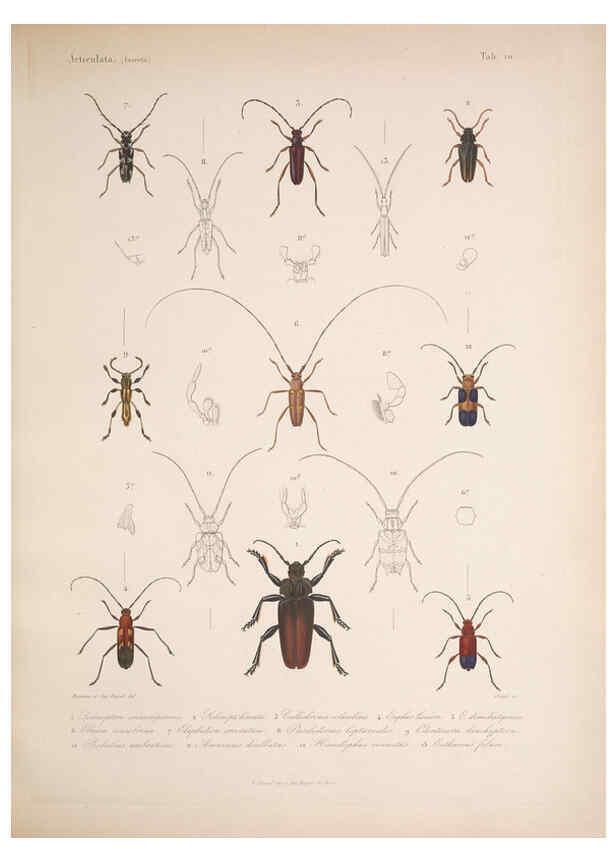 Reproducción/Reproduction 5984241753: Histoire physique, politique et naturelle de l'ile de Cuba: Atlas:Insects Paris :A. Bertrand,1838-1857
