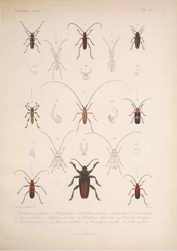 Reproducción/Reproduction 5984241753: Histoire physique, politique et naturelle de l'ile de Cuba: Atlas:Insects Paris :A. Bertrand,1838-1857
