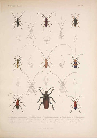 Reproducción/Reproduction 5984241753: Histoire physique, politique et naturelle de l'ile de Cuba: Atlas:Insects Paris :A. Bertrand,1838-1857