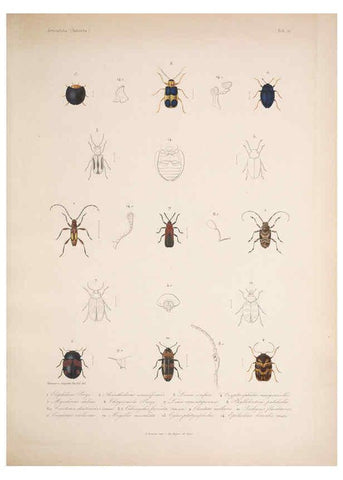 Reproducción/Reproduction 5984804612: Histoire physique, politique et naturelle de l'ile de Cuba: Atlas:Insects Paris :A. Bertrand,1838-1857