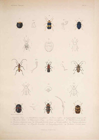 Reproducción/Reproduction 5984804612: Histoire physique, politique et naturelle de l'ile de Cuba: Atlas:Insects Paris :A. Bertrand,1838-1857
