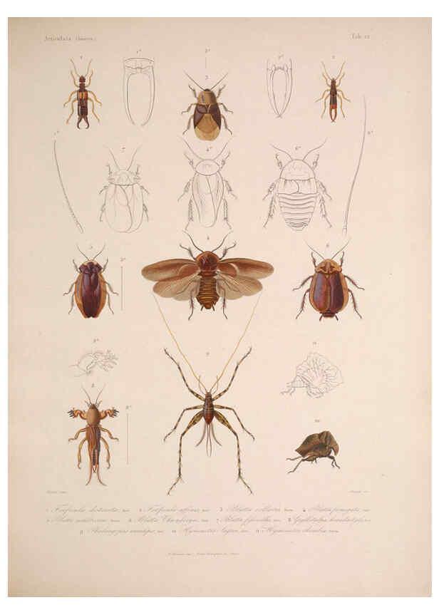 Reproducción/Reproduction 5984804960: Histoire physique, politique et naturelle de l'ile de Cuba: Atlas:Insects Paris :A. Bertrand,1838-1857