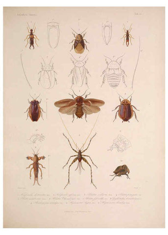 Reproducción/Reproduction 5984804960: Histoire physique, politique et naturelle de l'ile de Cuba: Atlas:Insects Paris :A. Bertrand,1838-1857