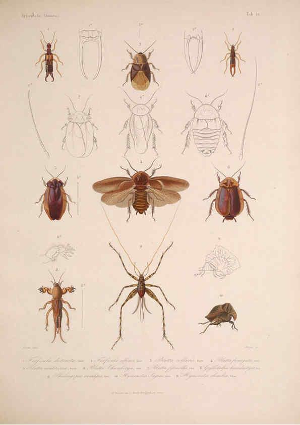 Reproducción/Reproduction 5984804960: Histoire physique, politique et naturelle de l'ile de Cuba: Atlas:Insects Paris :A. Bertrand,1838-1857