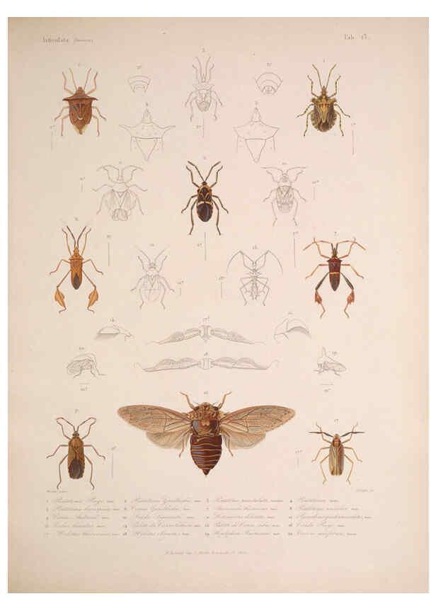 Reproducción/Reproduction 5984805204: Histoire physique, politique et naturelle de l'ile de Cuba: Atlas:Insects Paris :A. Bertrand,1838-1857