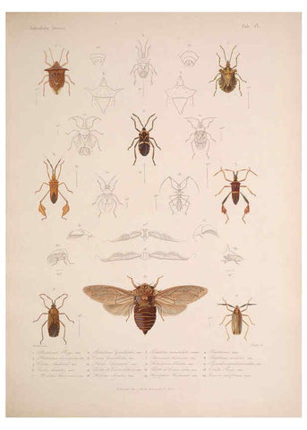 Reproducción/Reproduction 5984805204: Histoire physique, politique et naturelle de l'ile de Cuba: Atlas:Insects Paris :A. Bertrand,1838-1857