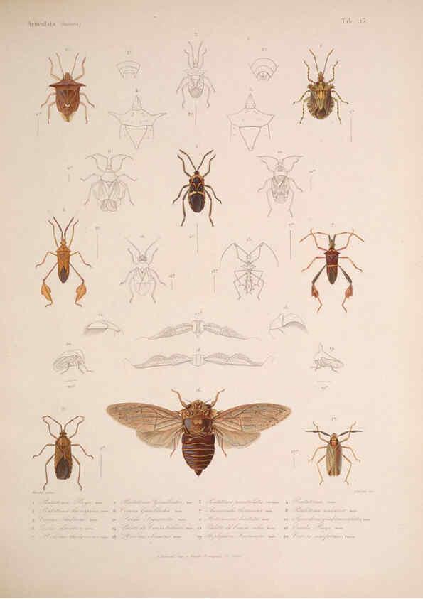 Reproducción/Reproduction 5984805204: Histoire physique, politique et naturelle de l'ile de Cuba: Atlas:Insects Paris :A. Bertrand,1838-1857
