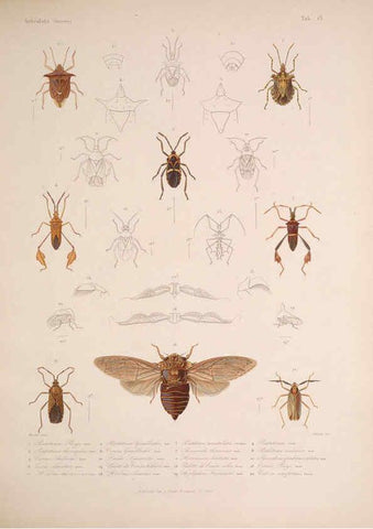 Reproducción/Reproduction 5984805204: Histoire physique, politique et naturelle de l'ile de Cuba: Atlas:Insects Paris :A. Bertrand,1838-1857