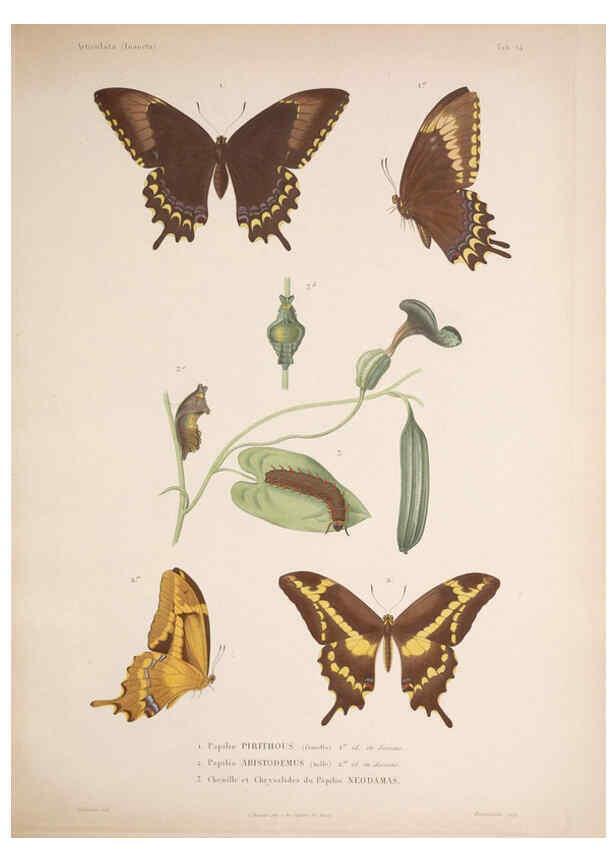 Reproducción/Reproduction 5984805434: Histoire physique, politique et naturelle de l'ile de Cuba: Atlas:Insects Paris :A. Bertrand,1838-1857