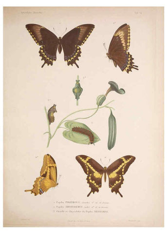 Reproducción/Reproduction 5984805434: Histoire physique, politique et naturelle de l'ile de Cuba: Atlas:Insects Paris :A. Bertrand,1838-1857