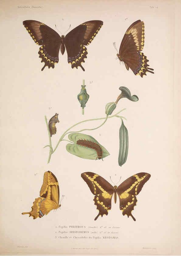 Reproducción/Reproduction 5984805434: Histoire physique, politique et naturelle de l'ile de Cuba: Atlas:Insects Paris :A. Bertrand,1838-1857