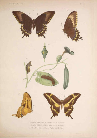 Reproducción/Reproduction 5984805434: Histoire physique, politique et naturelle de l'ile de Cuba: Atlas:Insects Paris :A. Bertrand,1838-1857