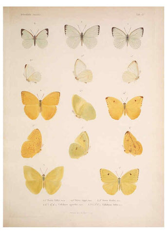 Reproducción/Reproduction 5984243147: Histoire physique, politique et naturelle de l'ile de Cuba: Atlas:Insects Paris :A. Bertrand,1838-1857